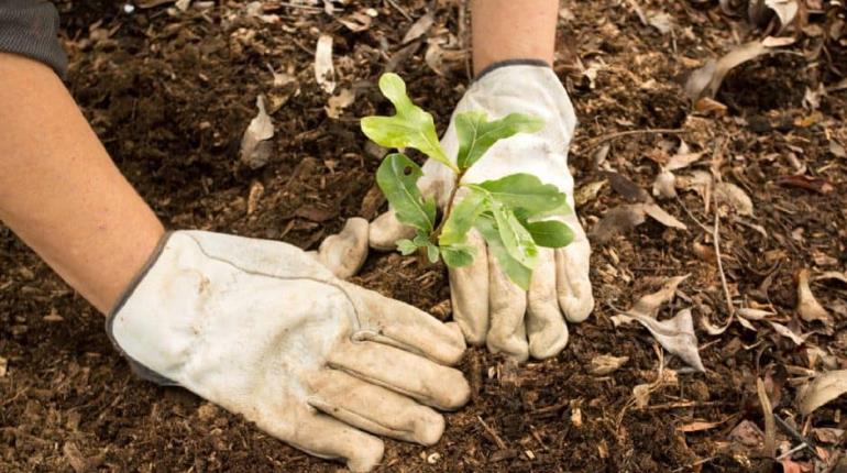 Colectivo Sábado en Verde realizará jornada de reforestación urbana