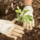 Siembran 350 árboles durante jornada de reforestación en Villahermosa