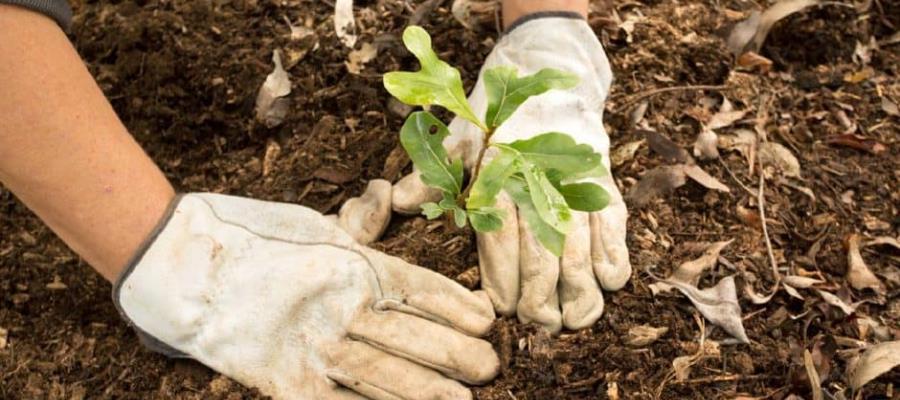 Siembran 350 árboles durante jornada de reforestación en Villahermosa