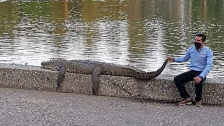 Invasión de hábitat ha propiciado ataques de cocodrilos en Villahermosa