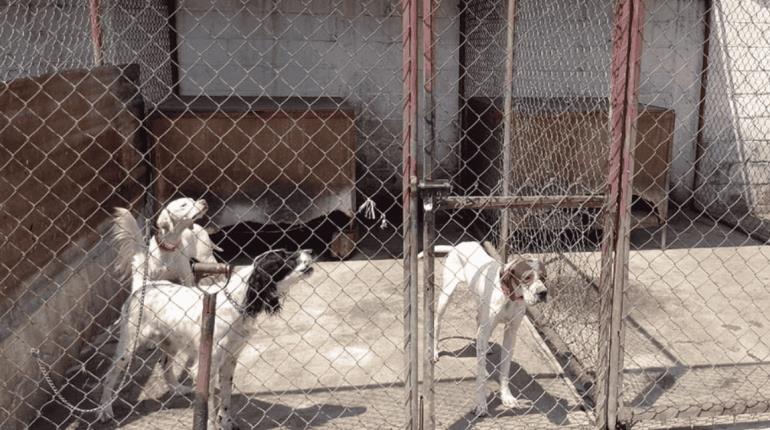 Rescatan a 46 perros abandonados en pensión de CDMX