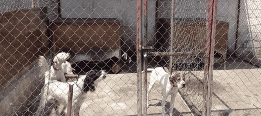 Rescatan a 46 perros abandonados en pensión de CDMX