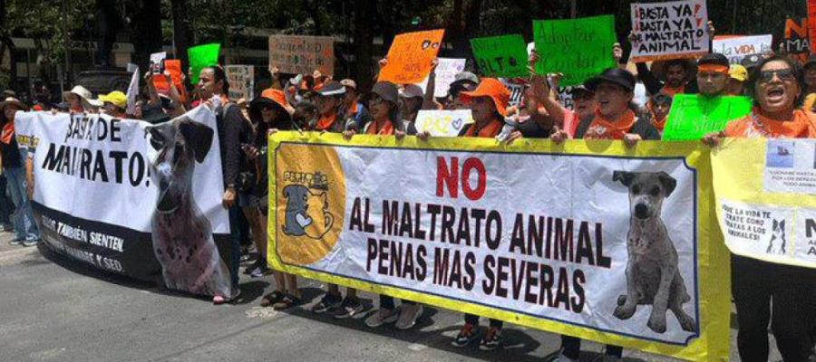 Impulsan en San Lázaro ley de rescate de animales de compañía víctimas de maltrato