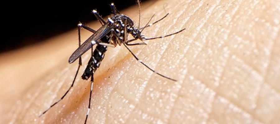 Especialistas de Yucatán y EE. UU. estudian efectividad de nebulización contra el mosco transmisor del dengue