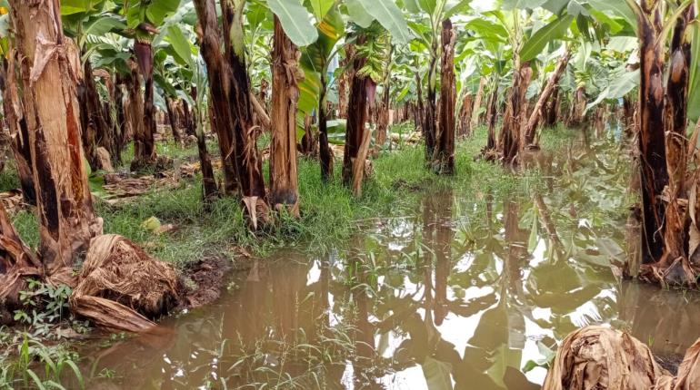 Tras lluvias, campesinos de Chiapas cuantifican pérdidas por 3 mdd