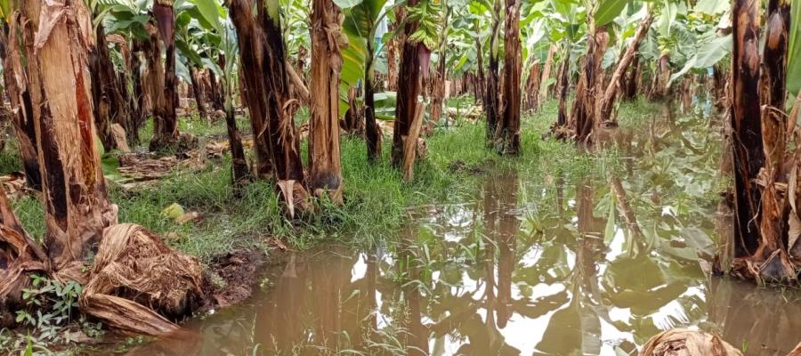 Tras lluvias, campesinos de Chiapas cuantifican pérdidas por 3 mdd