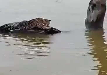 Captan a ocelote aferrado a árbol en presa ´Vicente Guerrero´ en Tamaulipas