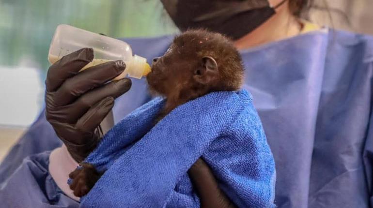 Habilitarán unidades de manejo preventivo tras mortandad de monos en Tabasco: DacBiol