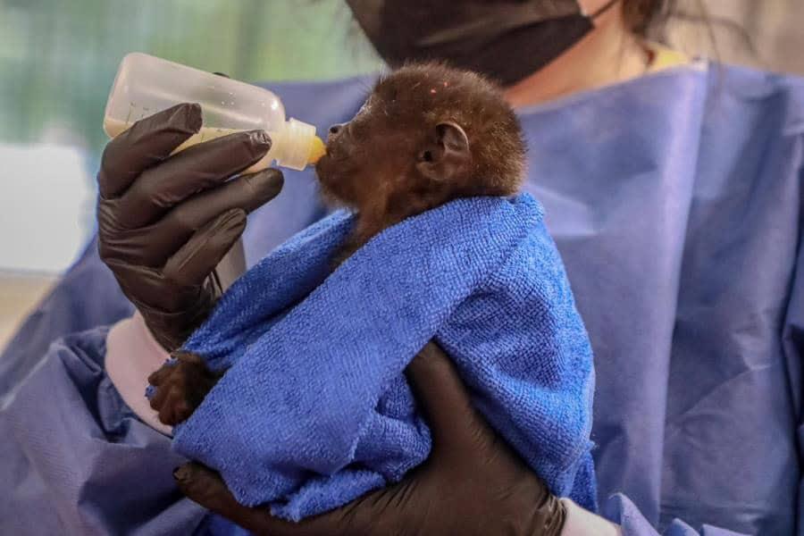 Habilitarán unidades de manejo preventivo tras mortandad de monos en Tabasco: DacBiol