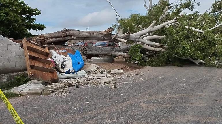 Colapso de árbol en Samarkanda provoca afectaciones a colonia Pino Suárez