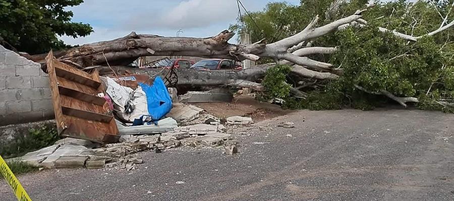 Colapso de árbol en Samarkanda provoca afectaciones a colonia Pino Suárez