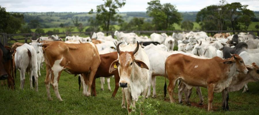 Atenderán reporte del presunto brote de gusano barrenador en Jonuta: Merino