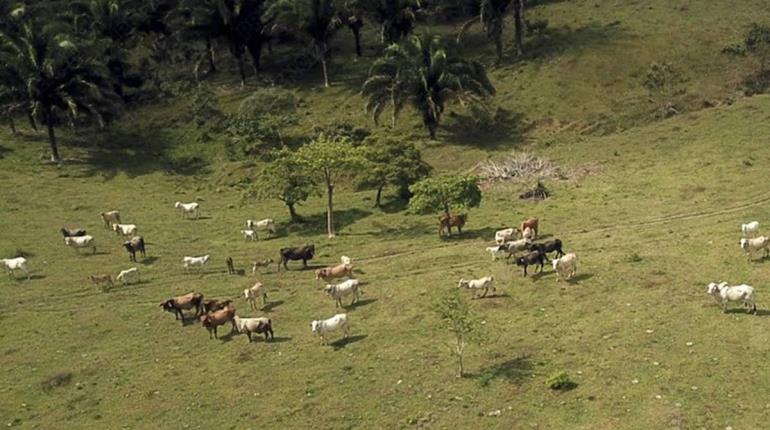 Mueren más de 200 vacas por consumo de alimento contaminado en Veracruz