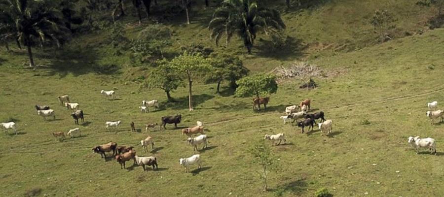 Mueren más de 200 vacas por consumo de alimento contaminado en Veracruz