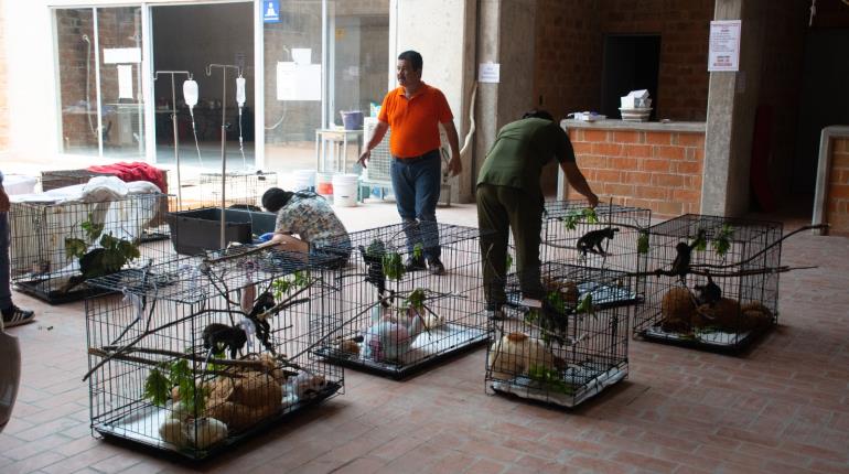 Monos bebés llevados a Edomex regresarán a Tabasco