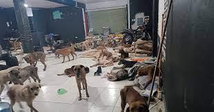 Salvan a perritos en Quintana Roo tras el paso de Beryl