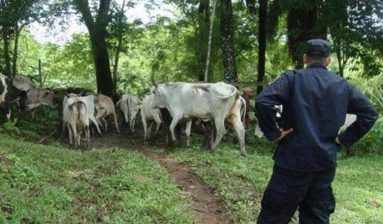 Sequía prolongada en Tabasco afectó 20% del hato ganadero: UGR