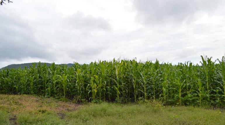 Despojo de agua e impedir lluvias se castigará hasta con 25 años de prisión en Oaxaca