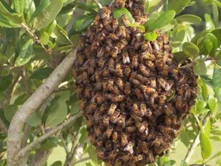 Protección Civil reporta 300 atenciones para movilizar abejas africanas