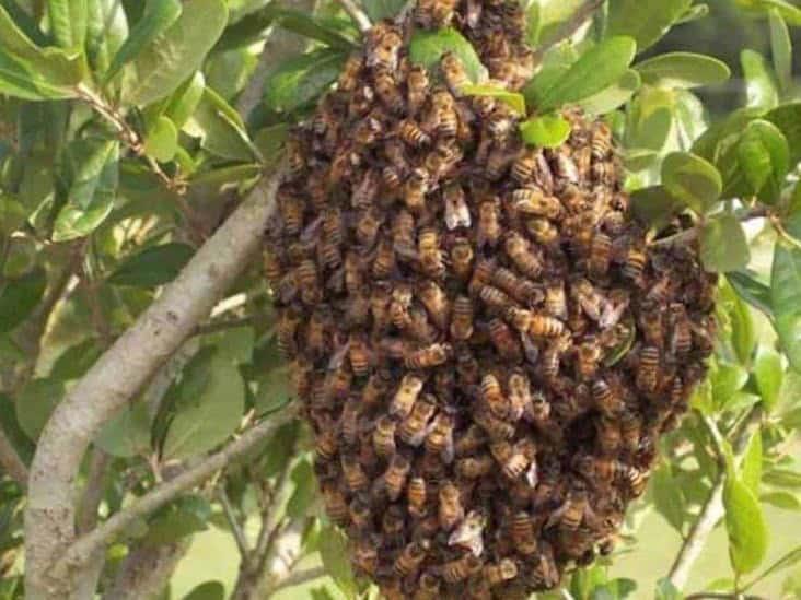 Ataques de abejas en Sinaloa dejan un muerto y 17 heridos