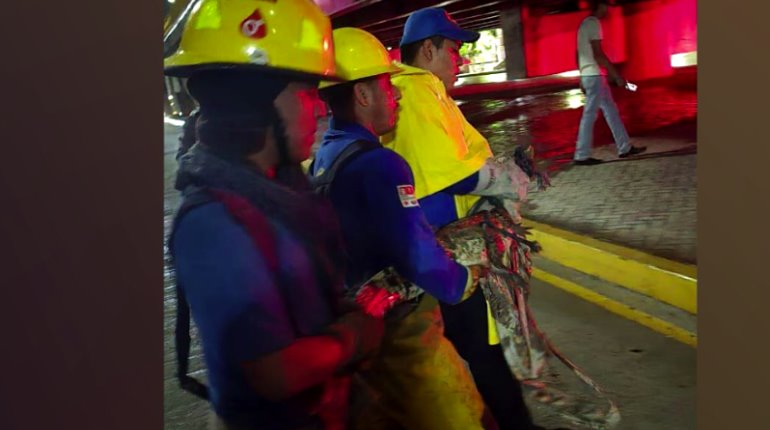 Capturan a cocodrilo que deambulaba en Avenida Universidad