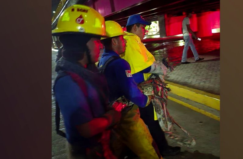 Capturan a cocodrilo que deambulaba en Avenida Universidad