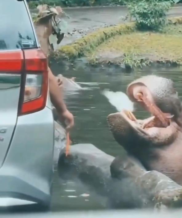 Visitantes de safari en Indonesia arrojan bolsa de plástico al hocico de un hipopótamo