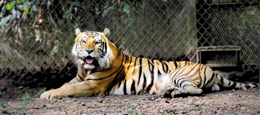 Muere Braulio, el tigre de bengala del Yumká