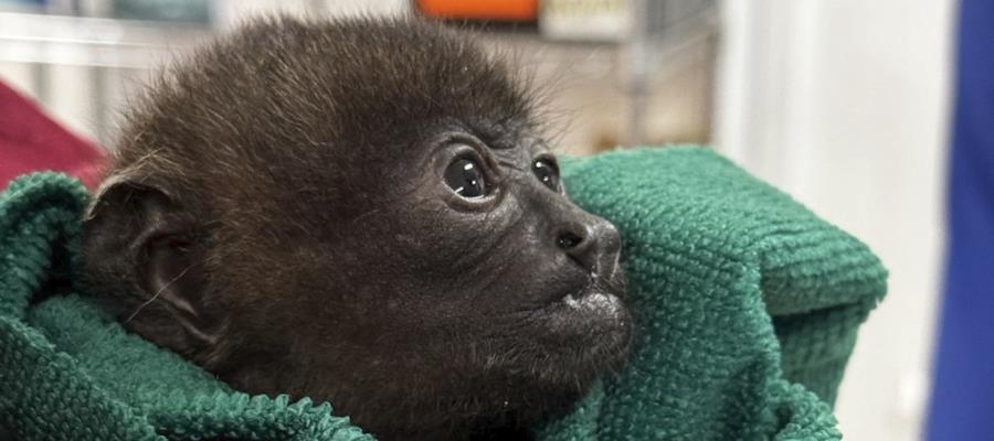 Rechaza Semarnat responsabilidad en muerte de 2 monos rescatados en Tabasco