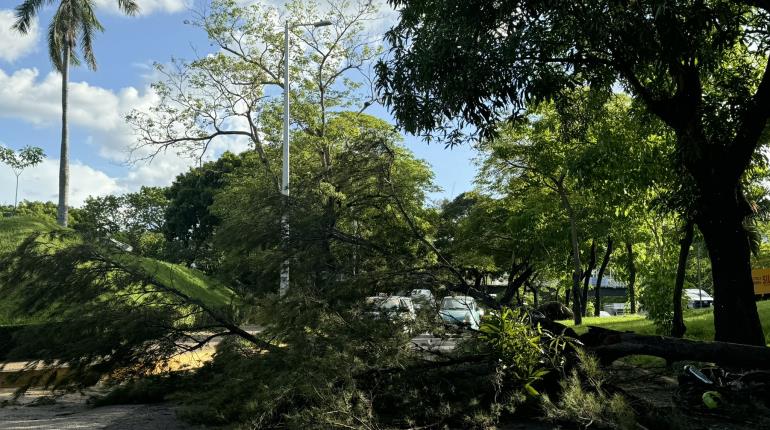 Cae rama de árbol sobre motociclistas en Ruiz Cortines y paraliza tráfico