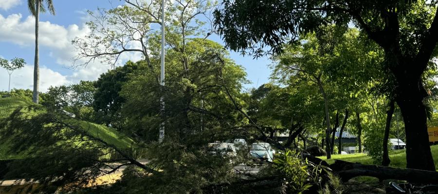 Cae rama de árbol sobre motociclistas en Ruiz Cortines y paraliza tráfico