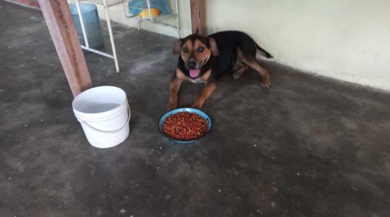 Exhiben a hombres arrastrando a perro por calles de Nacajuca