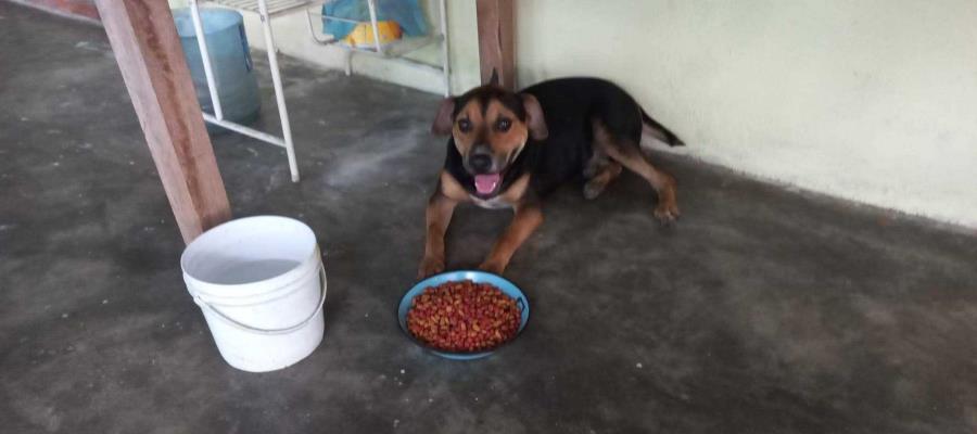 Exhiben a hombres arrastrando a perro por calles de Nacajuca