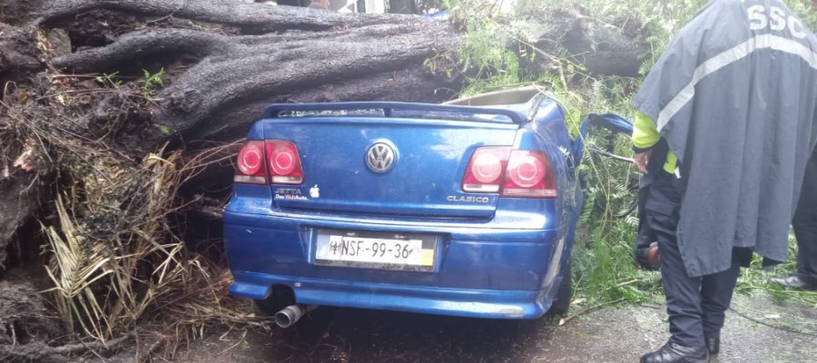 Cae árbol sobre un vehículo y mujer pierde la vida en CDMX; su hijo menor de edad sobrevive