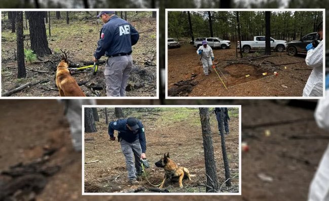 Localizan más de 700 restos óseos en predio de municipio de Chihuahua 