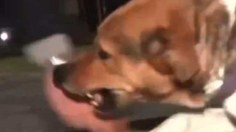 Reportero es mordido por perrito en Argentina cuando intentaba hablar bien de él