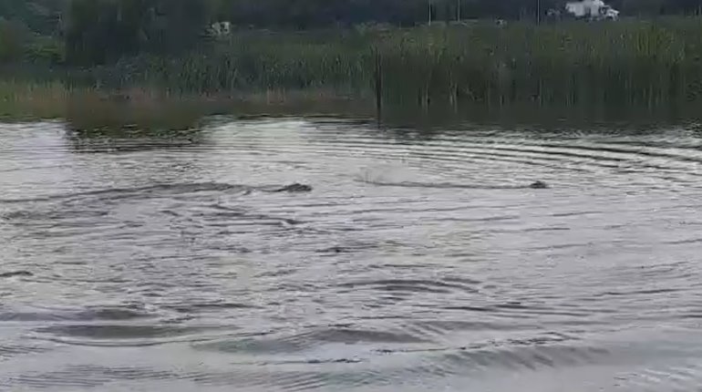 Con juguetes tientan paciencia de cocodrilo en laguna de Gaviotas