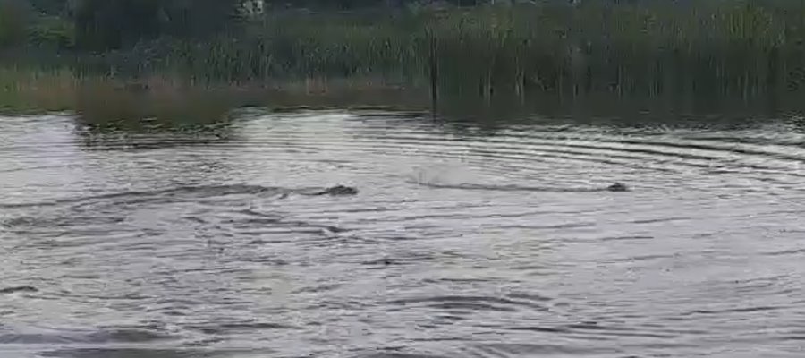 Con juguetes tientan paciencia de cocodrilo en laguna de Gaviotas