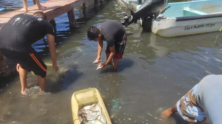 Reportan mortandad de peces a orillas de Isla Andrés García de Paraíso