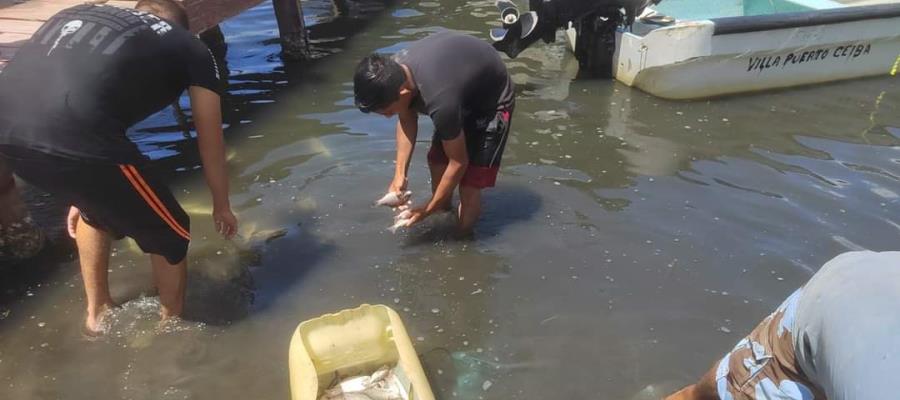 Reportan mortandad de peces a orillas de Isla Andrés García de Paraíso