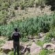 Destruyen en Chihuahua más de 300 mil plantas de presunta marihuana