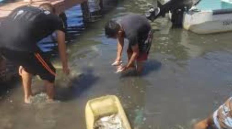 Aún no hay denuncia por mortandad de peces en Paraíso, afirma Gary Arjona