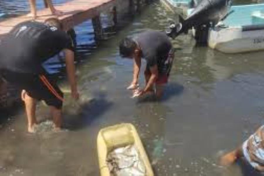 Aún no hay denuncia por mortandad de peces en Paraíso, afirma Gary Arjona