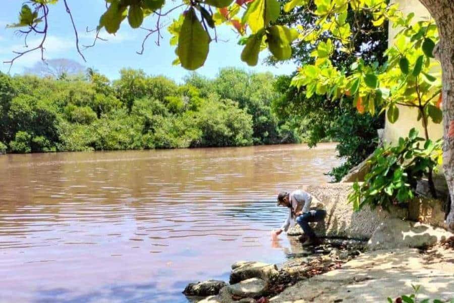 Confirma estudio presencia de algas en río Seco; Conagua descarta que sea dañino para especie marina