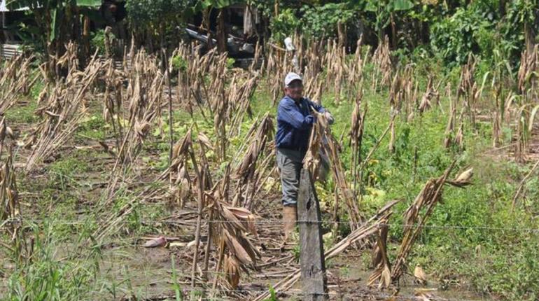 75% de trabajadores del campo en Tabasco son mayores de 50 años, revela INEGI