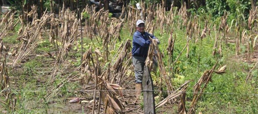 75% de trabajadores del campo en Tabasco son mayores de 50 años, revela INEGI