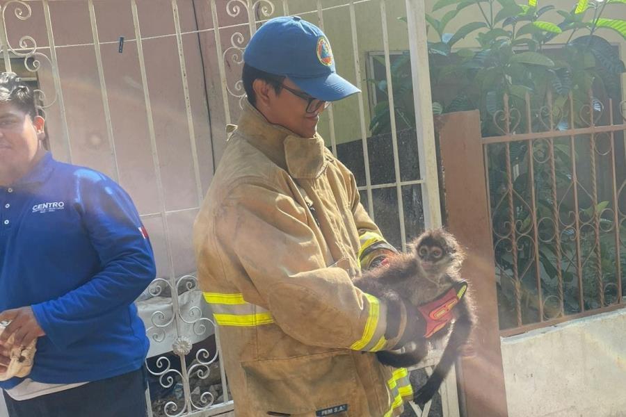 Rescata PC a mono araña que deambulaba por casas de Indeco