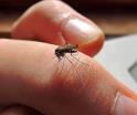 Confirma Salud la primera muerte por dengue en Tabasco