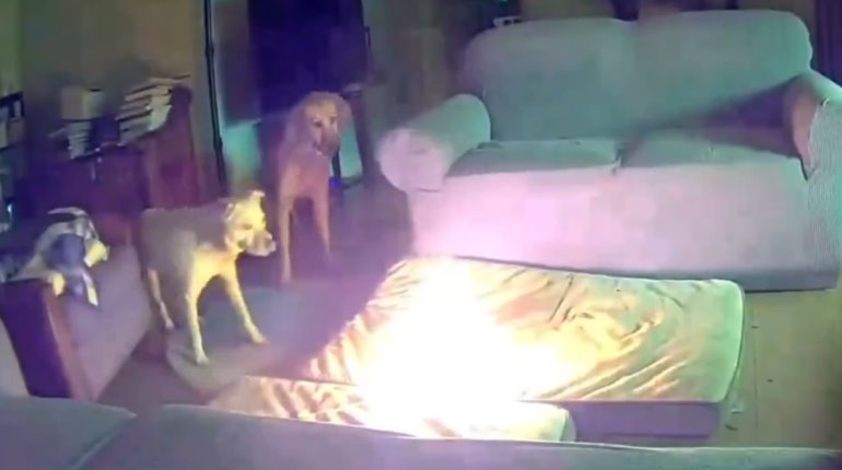 Perrito provoca incendio mientras masticaba batería portátil en EE. UU.