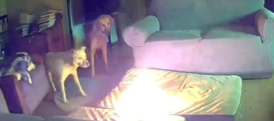 Perrito provoca incendio mientras masticaba batería portátil en EE. UU.